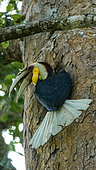 Wreathed Hornbill (Rhyticeros undulatus) male near is nest, North Sumatra