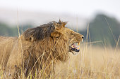 Lion (Panthera leo) Flehmen reaction, Masai Mara National Reserve, National Park, Kenya