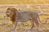 Lion (Panthera leo) male yawning in grass, Masai Mara National Reserve, National Park, Kenya