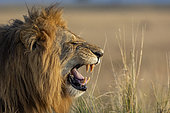 Lion (Panthera leo) Flehmen reaction, Masai Mara National Reserve, National Park, Kenya