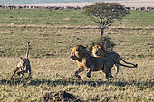 Lion (Panthera leo) female tries to escape in front of lions from another group in the savannah (Attempt to kidnap), Masai Mara National Reserve, National Park, Kenya
