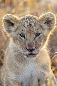 Lion (Panthera leo) cub in savanna, Masai Mara National Reserve, National Park, Kenya