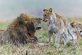 Lion (Panthera leo) family in savanna, Masai Mara National Reserve, National Park, Kenya