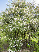 Prague viburnum (Viburnum x pragense) 'Pragense' in bloom