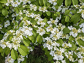 Japanese snowball (Viburnum plicatum) 'Shasta' in bloom