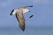 Yellow-legged Gull (Larus michahellis), side view of a juvenile 1st winter, in flight, Campania, Italy