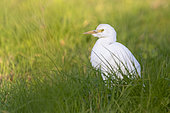 Cattle Egret (Bubulcus ibis), side view of an individual in winter plumage standing among the grass, Campania, Italy