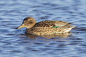 Eurasian Teal (Anas crecca), side view of an adult female swimming in the water, Lazio, Italy