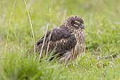 Montagu's Harrier (Circus pygargus), side view of an adult female standing among the grass, Campania, Italy