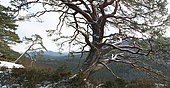 Scotch pine (Pinus sylvestris) on sandstone slabs, Falkenberg, Vosges du Nord Regional Nature Park, France