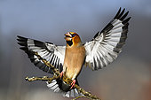 Hawfinch (Coccothraustes coccothraustes) male landing on a branch, Vosges du Nord Regional Nature Park, France