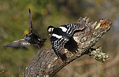 European Starling (Sturnus vulgaris) nagging with a Spotted Woodpecker (Drendrocopos major), Vosges du Nord Regional Nature Park, France