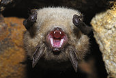 Vespertilion à oreilles échancrées (Myotis emarginatus) ouvrant la gueule, Parc naturel régional des Vosges du Nord, France