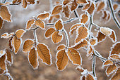 Frosted beech leaves (Fagus silvatica), Vosges du Nord Regional Nature Park, France