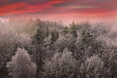Northern Vosges frosted forest, Northern Vosges Regional Nature Park, France