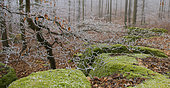 Northern Vosges frosted forest, Northern Vosges Regional Nature Park, France