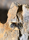 Mason Bee (Osmia ravouxi) Female building the closure of her egg-laying gallery, Vosges du Nord Regional Nature Park, France