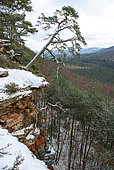 Scotch pine (Pinus sylvestris) on sandstone slabs, Falkenberg, Vosges du Nord Regional Nature Park, France