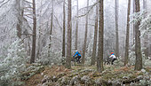 Mountain biking in the winter forest, Vosges du Nord Regional Nature Park, France