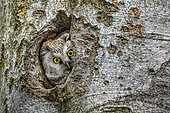 Tengmalm's Owl (Aegolius funereus) in a lodge dug in a beech tree by a black woodpecker, Massif des Bauges, France
