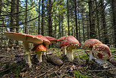 Fly agarics(Amanita muscaria) in the undergrowth of a spruce forest, Jura, France
