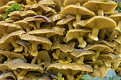 Honey mushroom (Armillaria mellea) on a beech tree trunk, Haute-Savoie, France