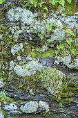 Cladonia lichens (white: Cladonia portentosa, green: Cladonia coniocraea), Polypodial and Capillary ferns, and various mosses on shale, Cevennes, France