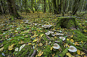 Clouded Funnel Cap (Clitocybe nebularis) in a mountain forest, Jura, France