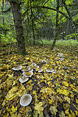 Clouded Funnel Cap (Clitocybe nebularis) in a mountain forest, Jura, France