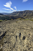 Footprints consisting of three fan-shaped fingers, on average 15 cm long. They were left by bipedal dinosaurs (Grallator minusculus), in the Jurassic period, in the background the Causse Mejean and the Tarnon valley, Cevennes, France
