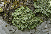 Foliage Lichen (Hypogymnia physodes) a lichen species sensitive to air pollution and used for biomonitoring on birch bark, France