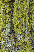Yellow and grey fruticose lichens on larch bark, these two lichens are very common on mountain trees like larch - Yellow: Letharia vulpina (toxic), grey: Pseudevernia furfuracea (fragrant), Hautes Alpes, France