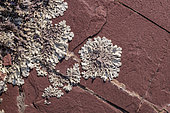 Foliose lichens (Xanthoparmelia stenophylla) on red pelites, Gorges de Daluis, Southern Alps, France