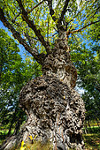Centenary poplar, Tartonne, Geological Reserve of Haute Provence, Alpes de Haute Provence, France