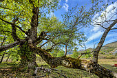 Centenary poplar, Tartonne, Geological Reserve of Haute Provence, Alpes de Haute Provence, France