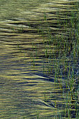 Floating Bur-reed (Sparganium angustifolium) on a mountain pond, Lac Noir, Montagne de la Blanche, Alpes de Haute Provence, France