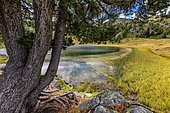 Floating Bur-reed (Sparganium angustifolium) on a mountain pond, Lac Noir, Montagne de la Blanche, Alpes de Haute Provence, France