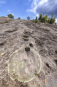 Crustacean lichen (Solenopsora cesatii) on sandstone from Annot, Alpes de Haute Provence, France
