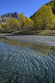 The Ubaye River at Plan de Parouart in autumn, laurel willows in autumn foliage and mica-rich sediments, Maljasset Valley, Haute Ubaye, Alpes de Haute-Provence, France
