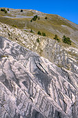 Graphismes dans les roches du col des Champs, dans le haut Verdon, Strates redressées de calcaires marneux du crétacé, Col des Champs, entre Colmars et Entraunes, Alpes de Haute-Provence, France