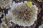 Rock-shield Lichen (Xanthoparmelia conspersa) on shale in the Cevennes, France