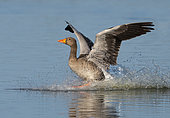 Greylag goose (Anser anser) landing in water, England