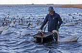 Swan feeding Welney Norfolk