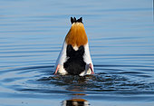 shelduck (Tadorna tadorna) feeding, England