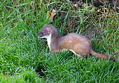 Stoat (Mustela erminea) standing in the grass, Engmand