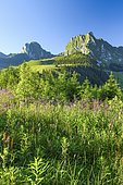 Gurnigel Passhöhe, Swiss Pre-Alps, Nünenen, 2101m, Gantrisch, 2175 m, Bern, Switzerland, Europe