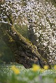 Japanese Cherry (Prunus serrulata), Botanical Garden, Cologne, North Rhine-Westphalia, Germany, Europe