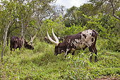 Ankole-Watusi cattle. It is an old african breed famous for its long horns often known as Cattle of Kings. In Uganda the Bahima still posess large herds of Ankole Cattle The ethnic group of the Bahima are traditional pastoralist and herdsmen like the Maasai, Masai in kenia. However they are not defiantly traditional and blend tradition with the economy of today. Afrika, East Africa, Uganda, Ankole, Mbarar
