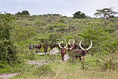 Ankole-Watusi cattle. It is an old african breed famous for its long horns often known as Cattle of Kings. In Uganda the Bahima still posess large herds of Ankole Cattle The ethnic group of the Bahima are traditional pastoralist and herdsmen like the Maasai, Masai in kenia. However they are not defiantly traditional and blend tradition with the economy of today. Afrika, East Africa, Uganda, Ankole, Mbarara