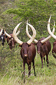 Ankole-Watusi cattle. It is an old african breed famous for its long horns often known as Cattle of Kings. In Uganda the Bahima still posess large herds of Ankole Cattle The ethnic group of the Bahima are traditional pastoralist and herdsmen like the Maasai, Masai in kenia. However they are not defiantly traditional and blend tradition with the economy of today. Afrika, East Africa, Uganda, Ankole, Mbarara